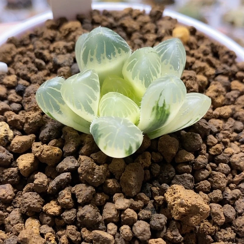 【闪购商品】11实生玉露锦