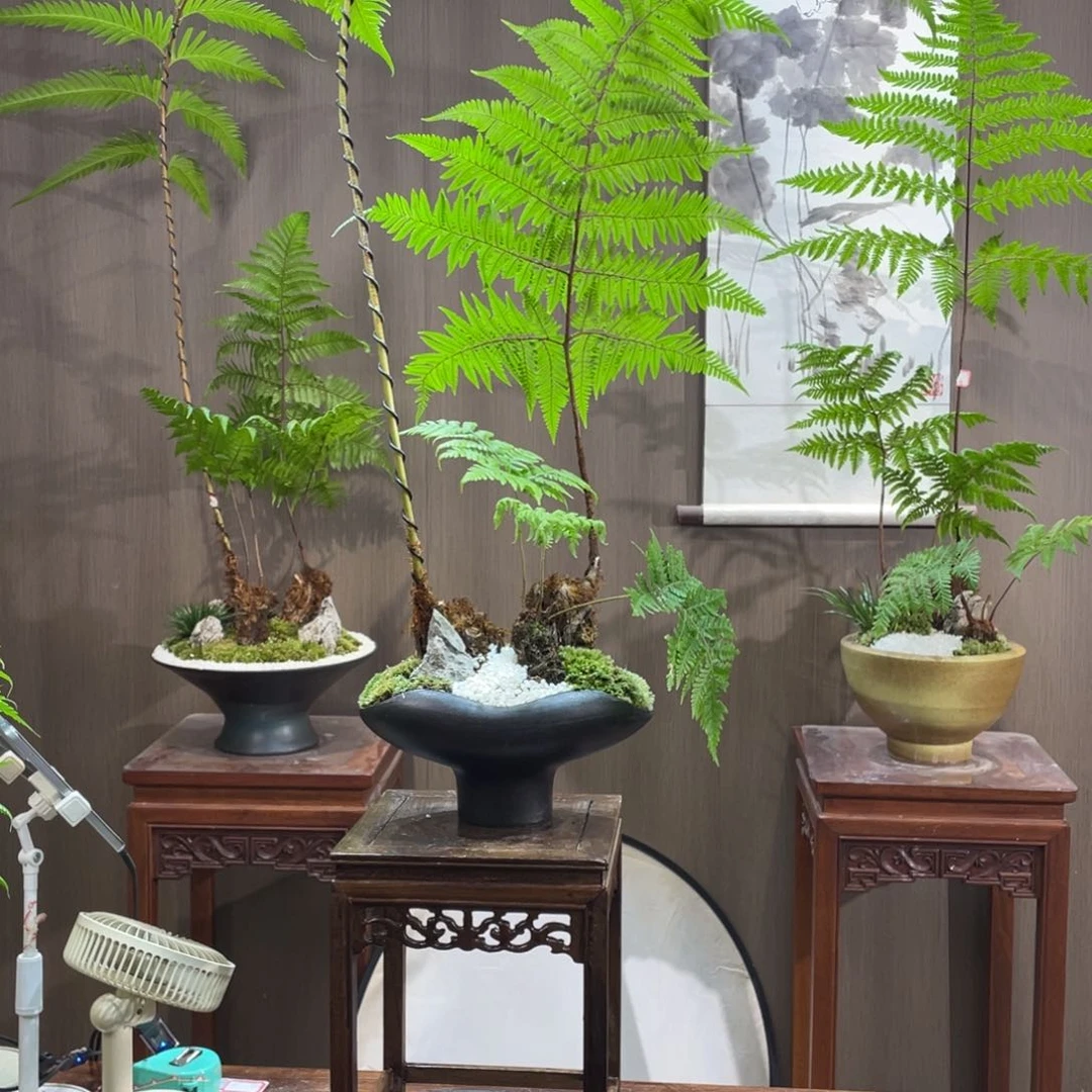 【闪购商品】不开花植物常****生蕨类植物