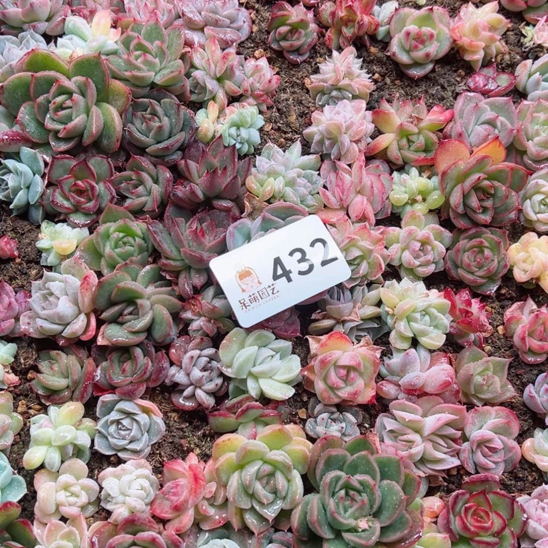 九****煊多肉植物多肉植物