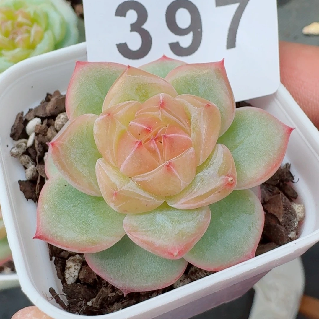 海洋之心            精美多肉植物