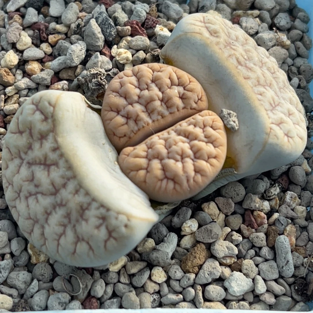 9767睫毛凹凸 铁189一颗新头2.3