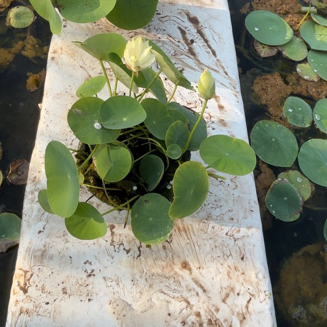 上***哥全部花苞邺城毓秀小盖碗411