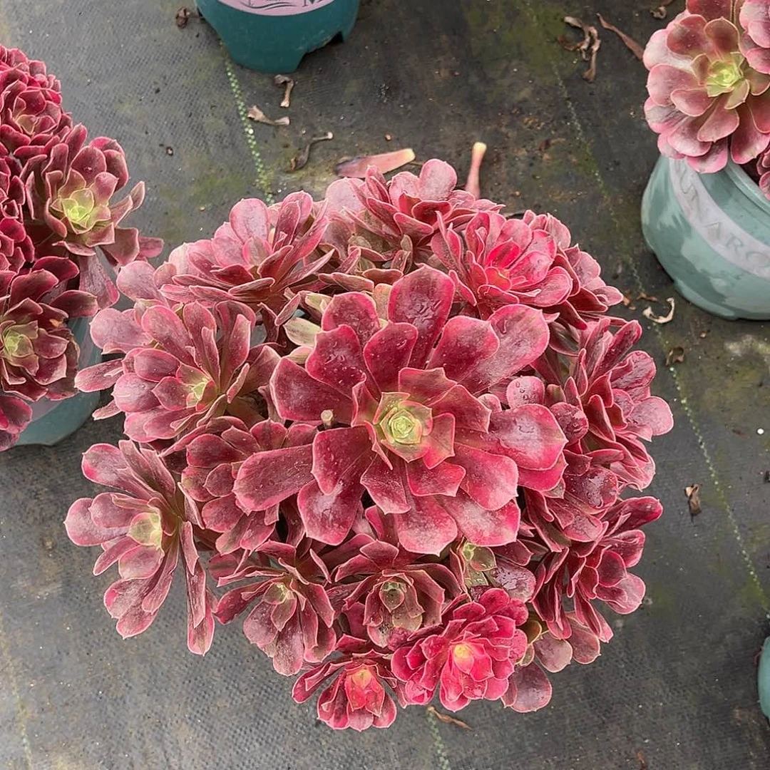 美杜莎hhhhhhhhhhhhhh