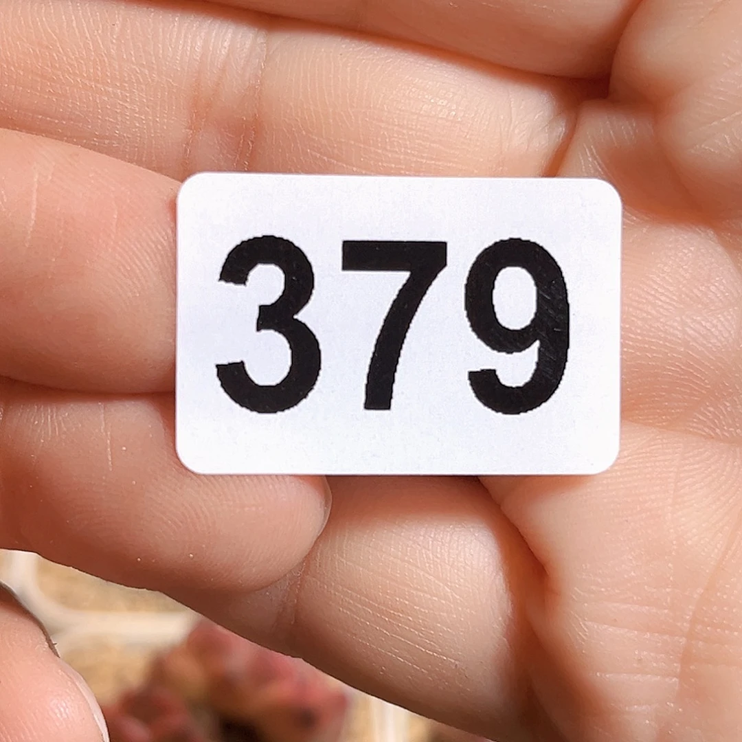 虚***。379一物一拍 格格巫 4个