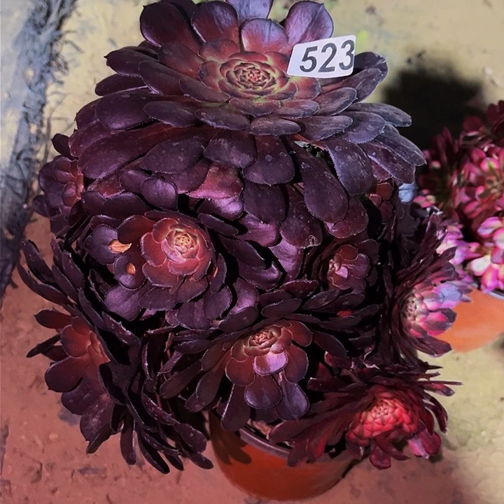 523阴阳萝莉多肉植物不售后