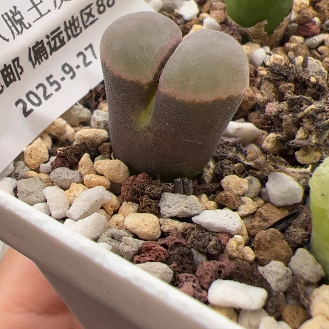 0170号 磁铁多肉植物