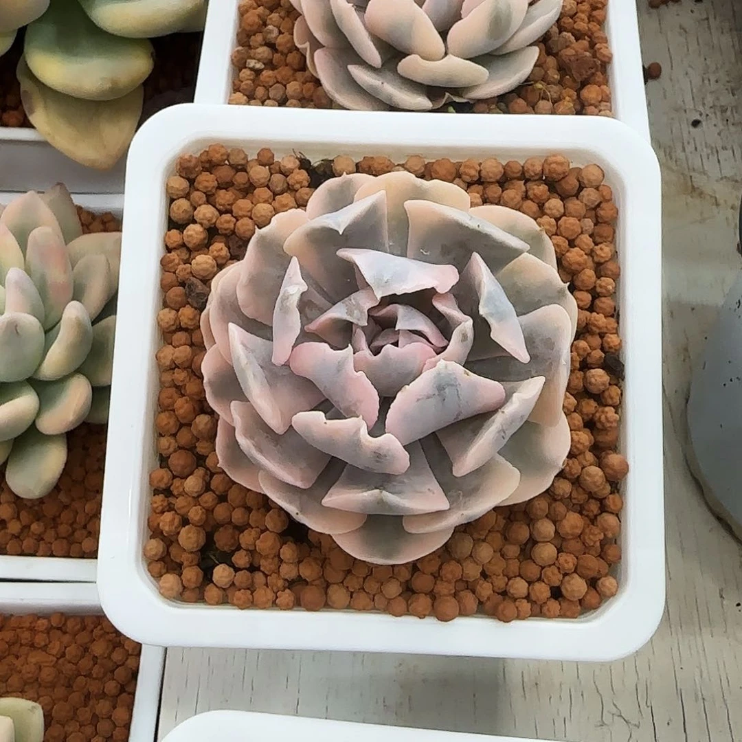 利比里亚锦多肉植物