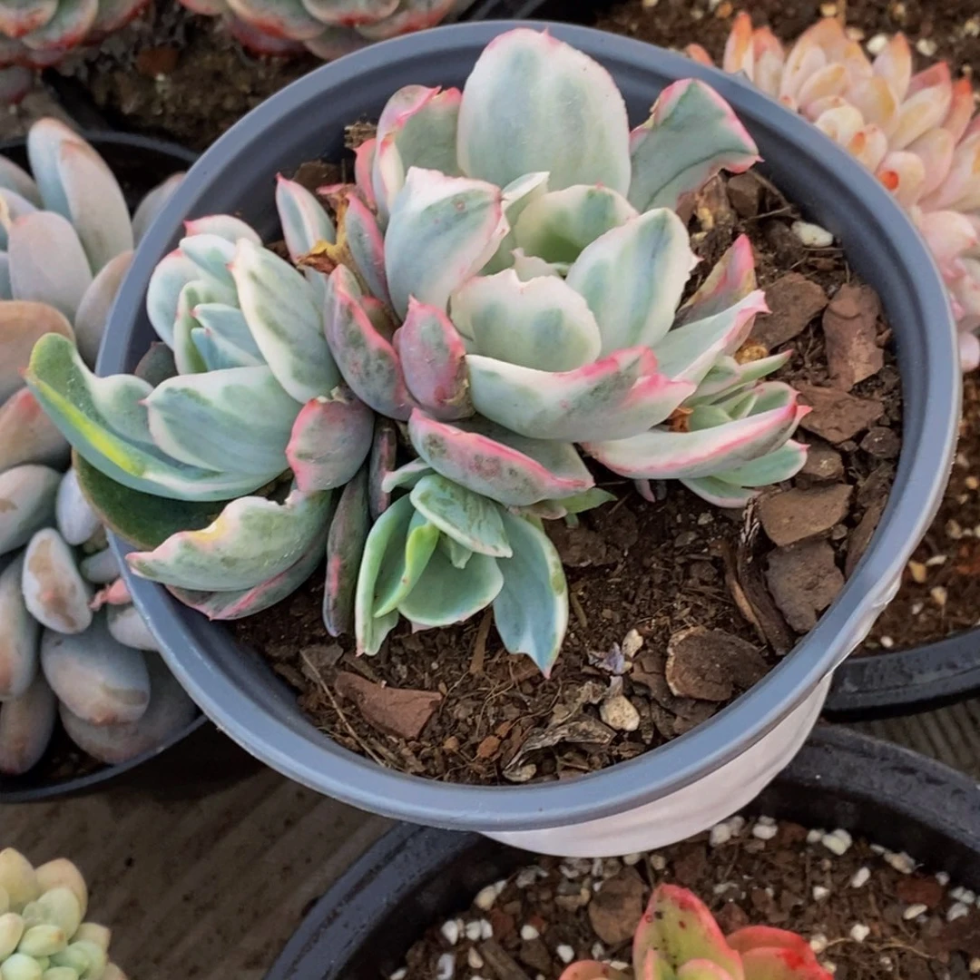 晞48包邮一物一拍多肉