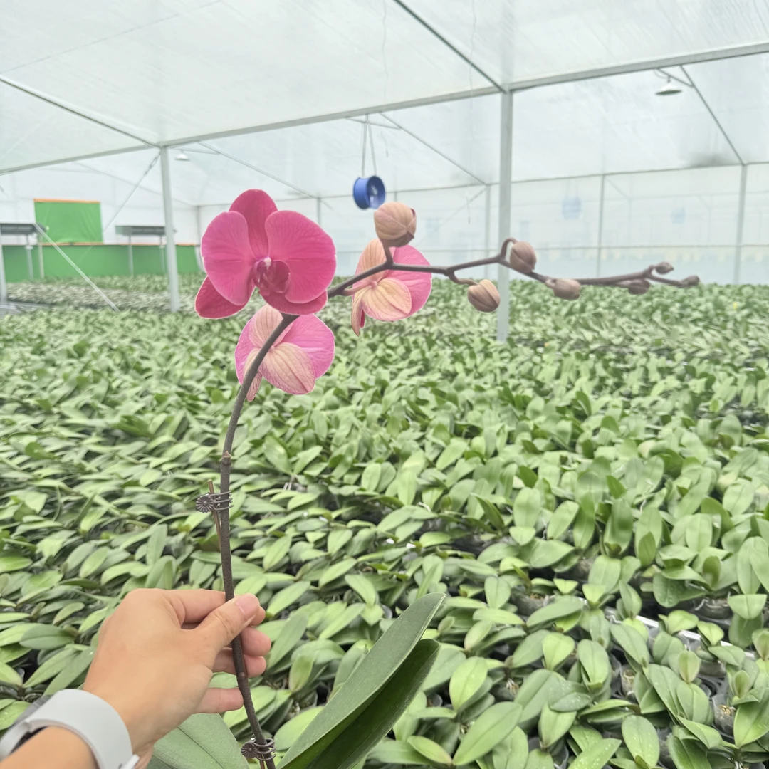 蝴蝶兰《福星高照》 大盆精品懒人花好养易活 带花带花苞发货