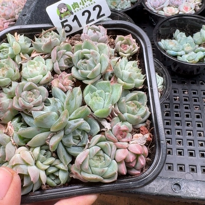 多肉植物多肉植物
