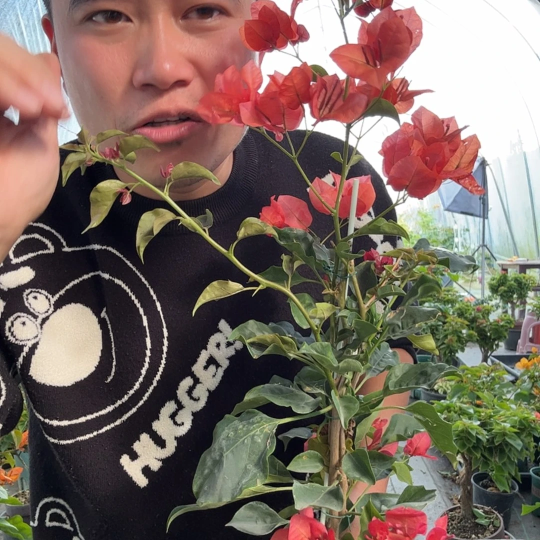 完全开放三角梅21号
