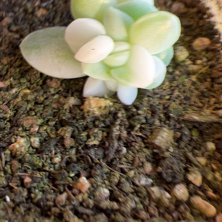 柚***啊to专拍链接啊啊啊啊啊