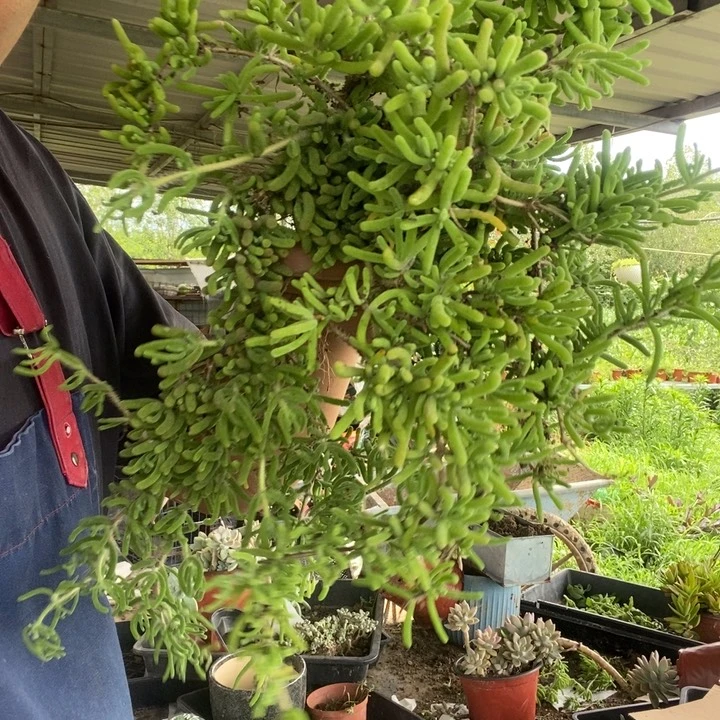 当前无花栽培后可以开花枝干番杏脱土发货