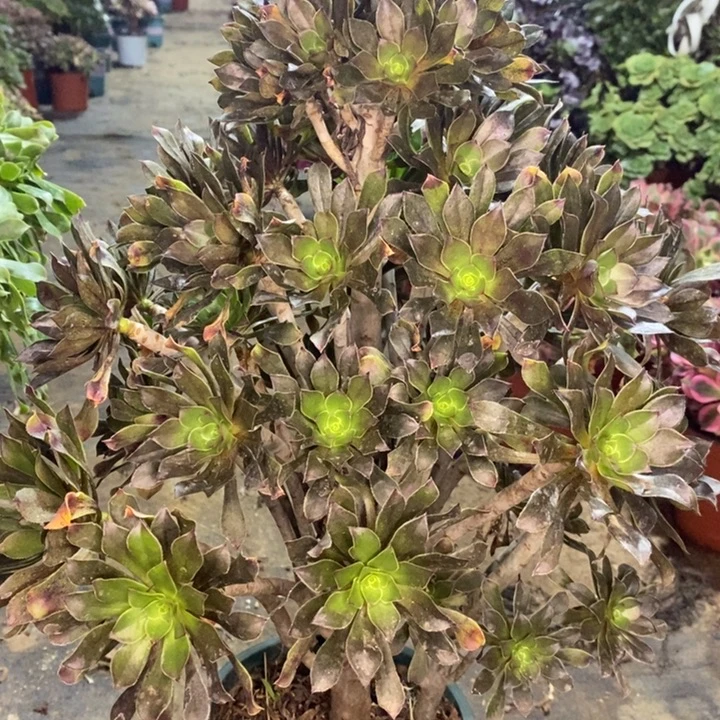 灰法多肉植物048