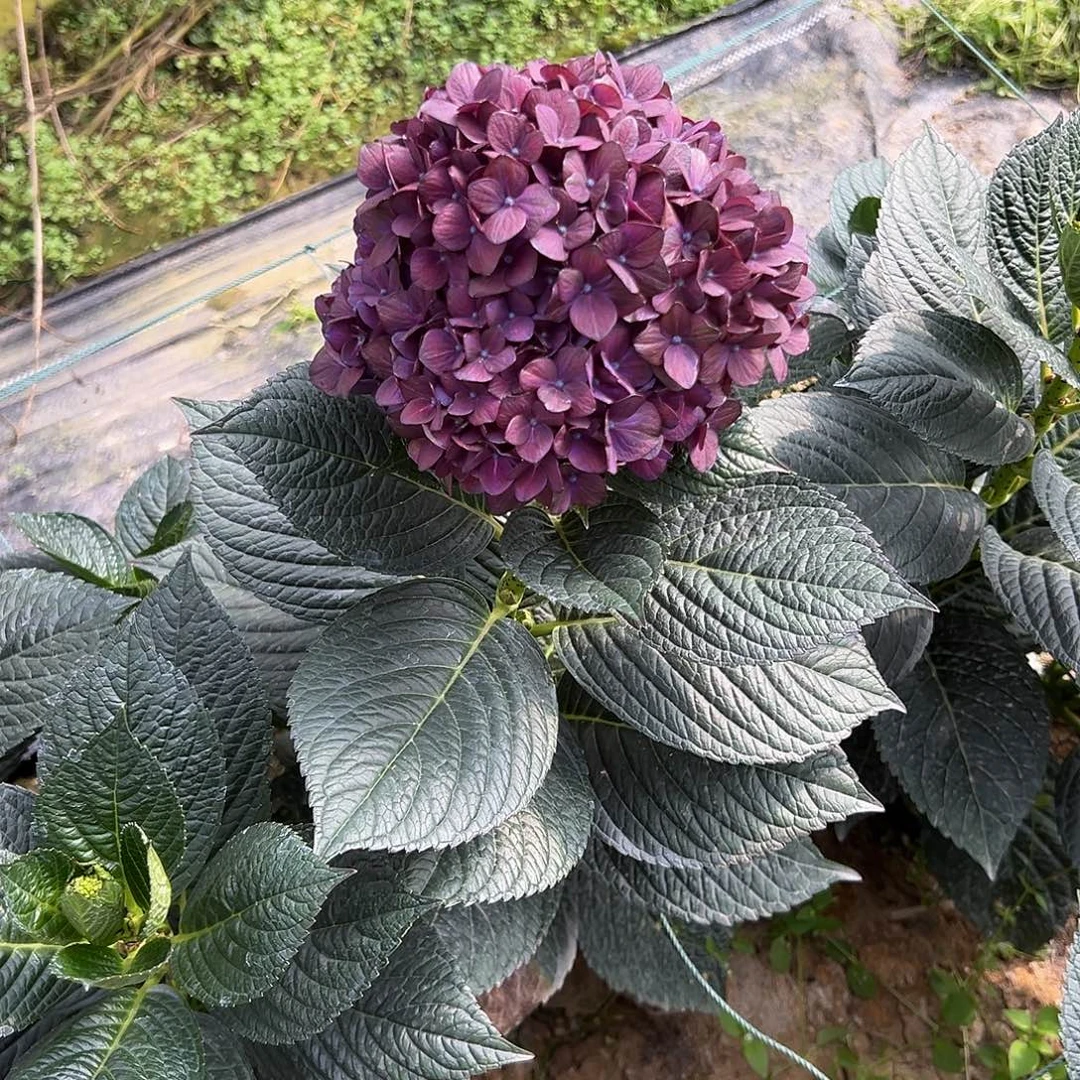 完全开放A27 绣球花两单包邮