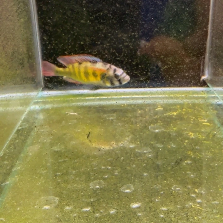 海水1237号厚皮太阳神