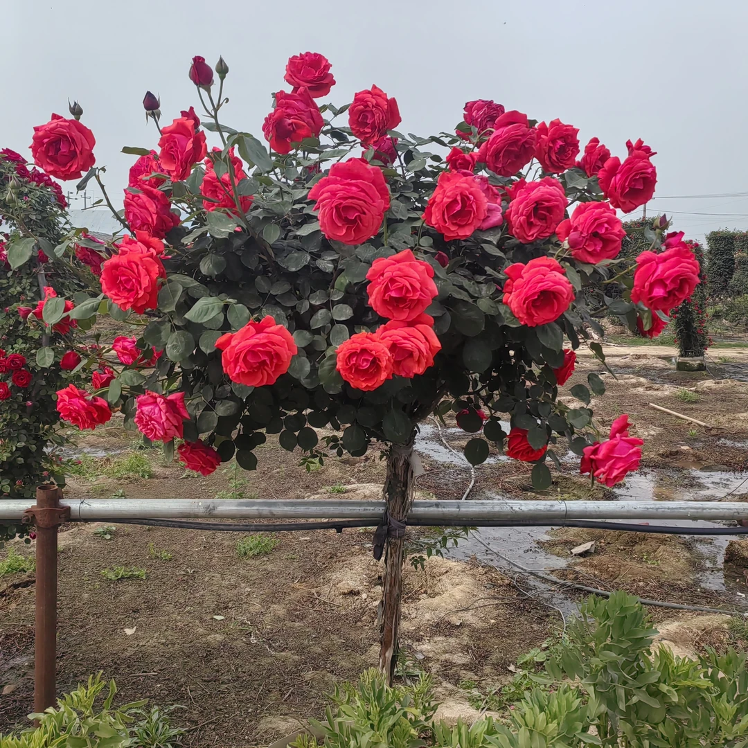 红色树桩月季好养易活四季开花