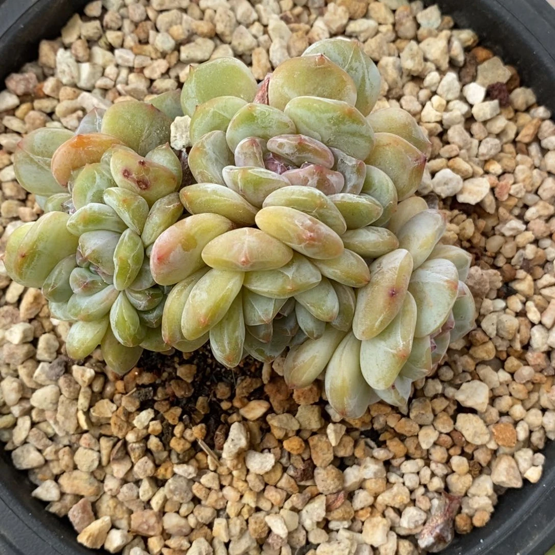 八头黄底紫心！！抢抢抢