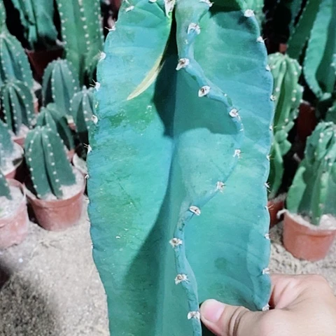 镜***海35公分左右秘鲁苹果脱土发货微瑕