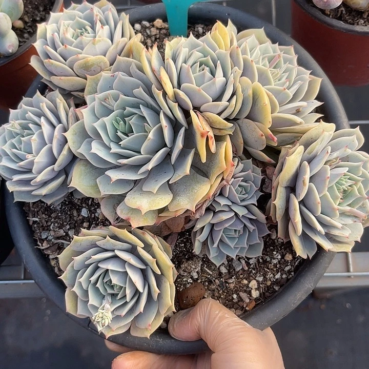 两单包邮，一物一拍，543杂交