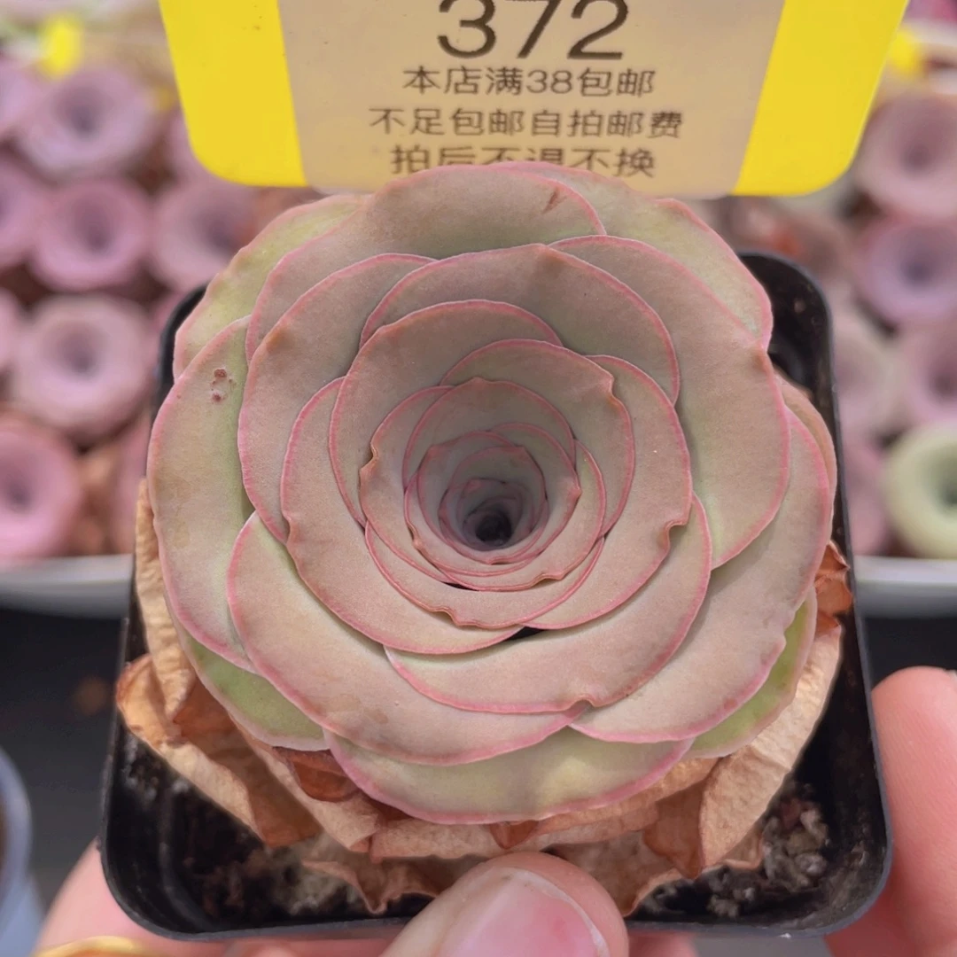 山地玫瑰372满38包邮裸根发货