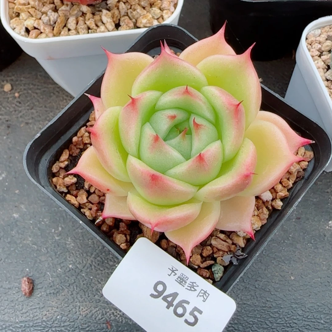 L****玉玲珑，9465多肉植物