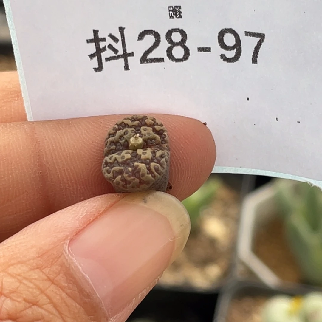 姬***君28-97肉锥多肉植物