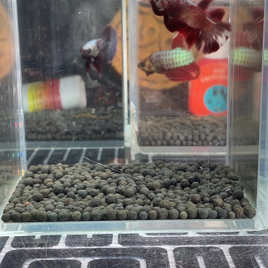 斗鱼3号1126早豹子