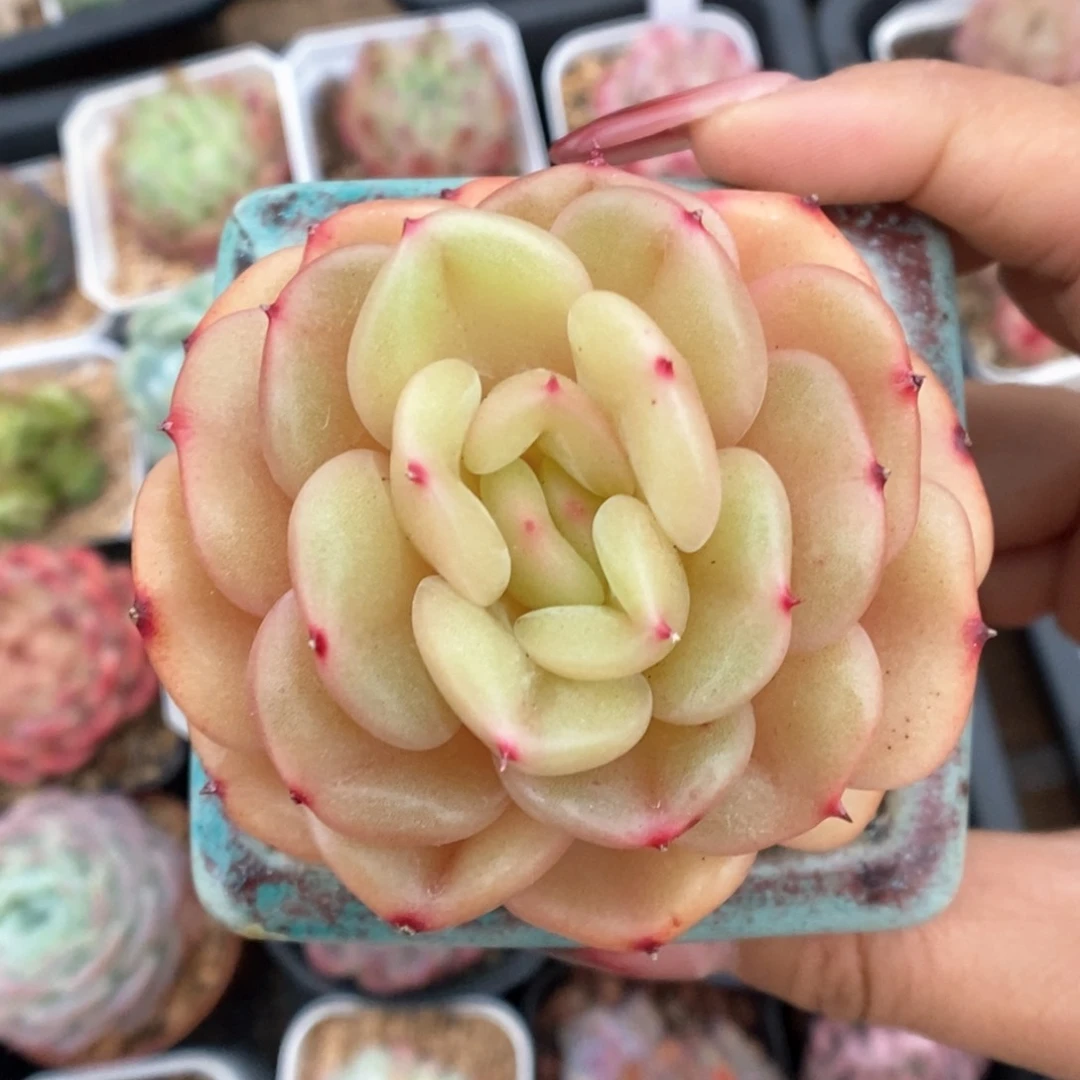 油透珍妮可拍1000号