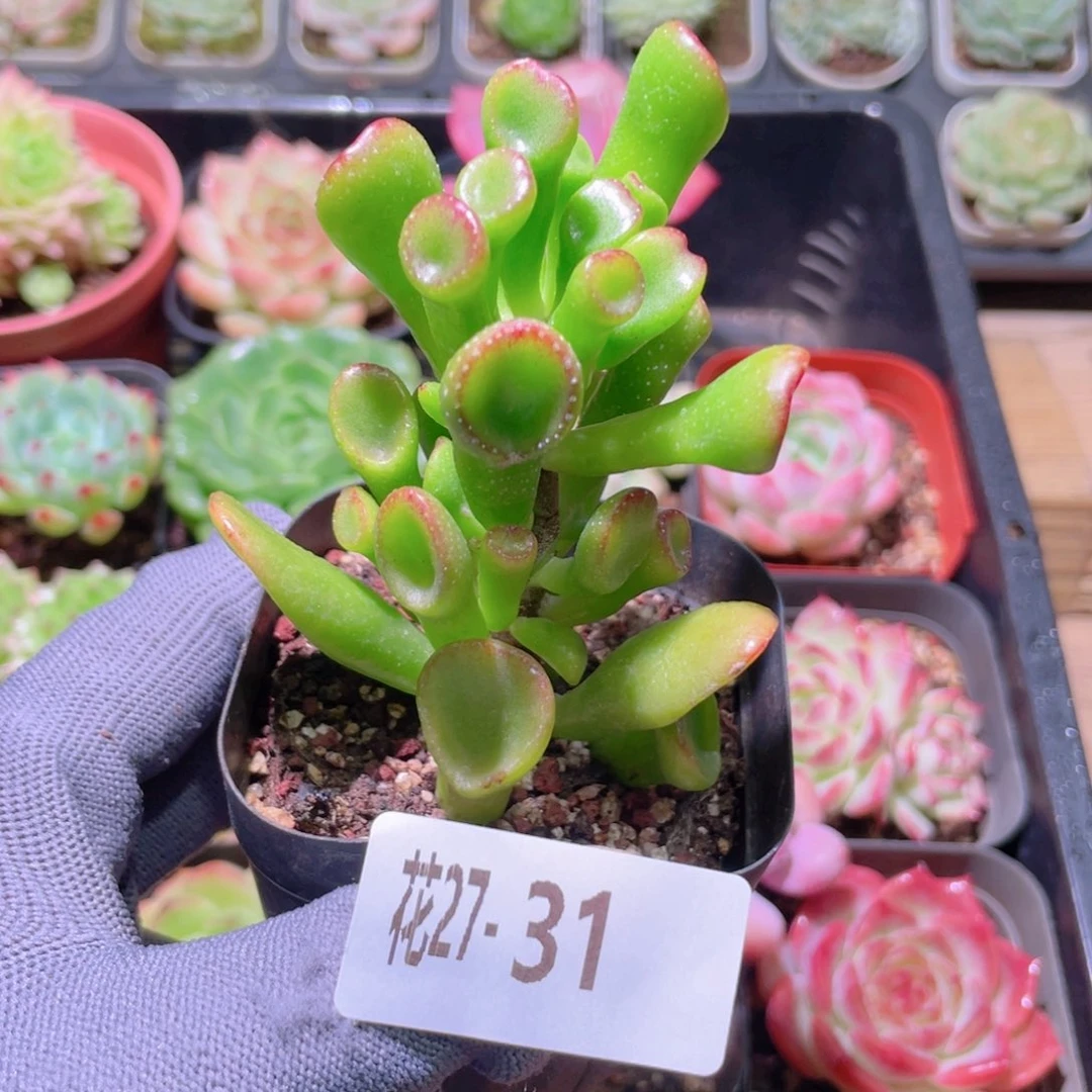 花利美27-31吸财树