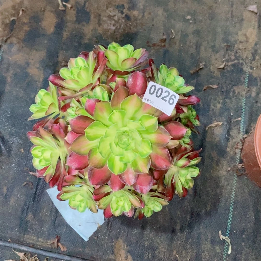 韶华0026多肉1111