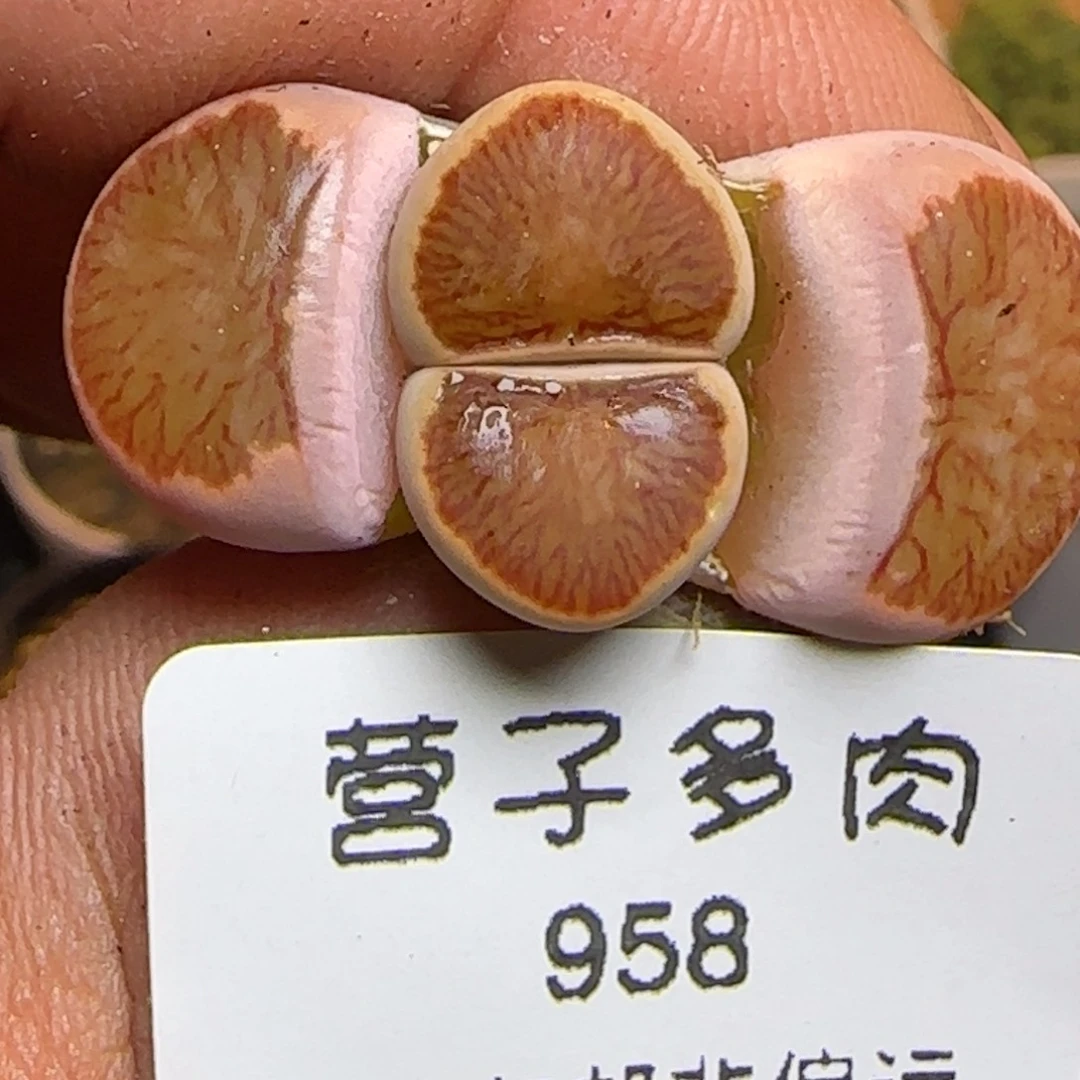 红窗菊。            