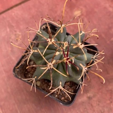 黑罗莎单5仙人球