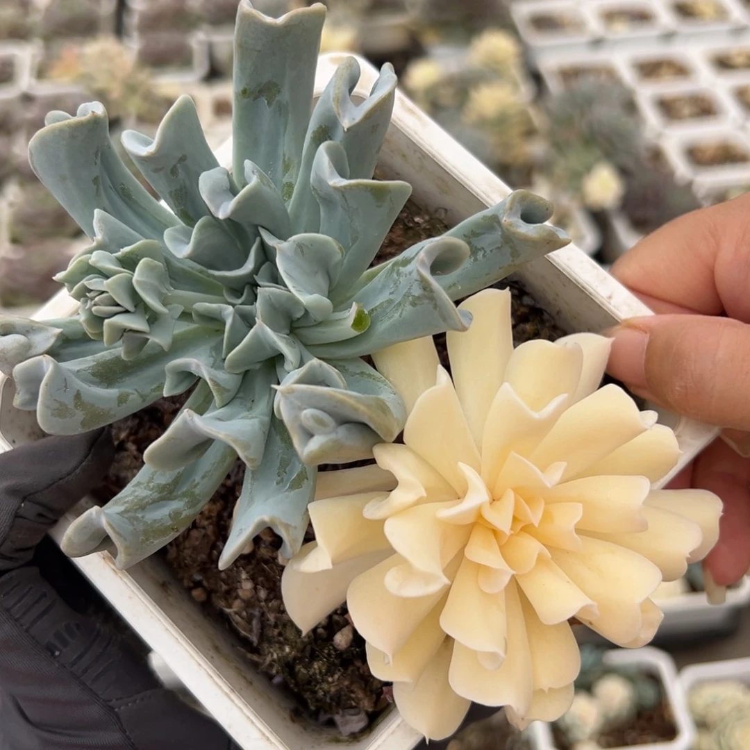 特玉莲锦，阴阳锦多肉植物