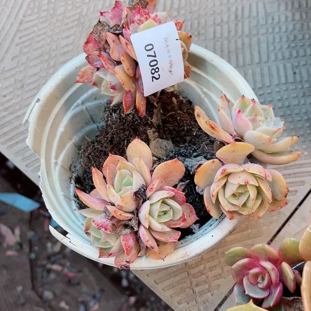 金**堂07082多肉植物