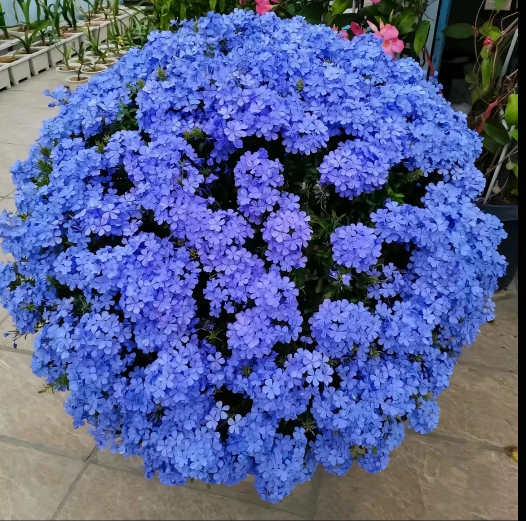 蓝雪花盆栽花卉四季开花庭院阳台垂吊好养易成活多年生