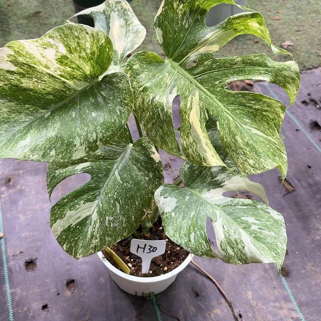 无花朵大*绿雪拍H30