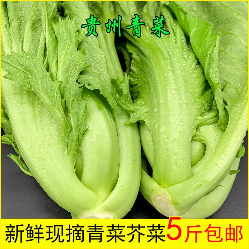 酸菜包心苦菜青菜宽邦青菜可芥菜泡菜做腌菜云南新鲜菜