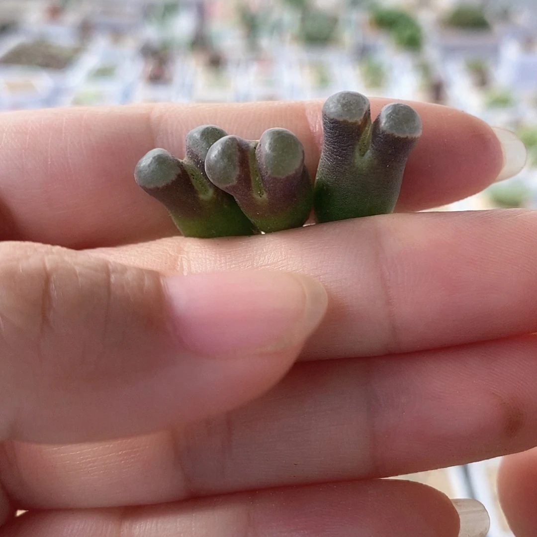 一物一拍磁铁三颗