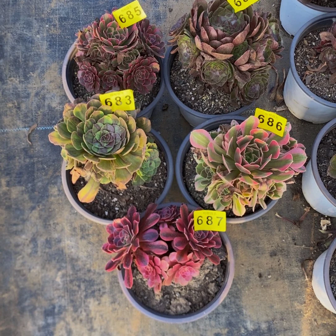 挖****多肉85、84一共5颗