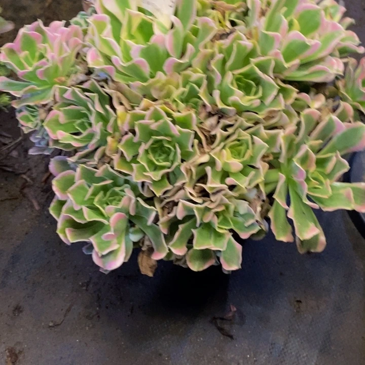 白凤多肉断头不包0779