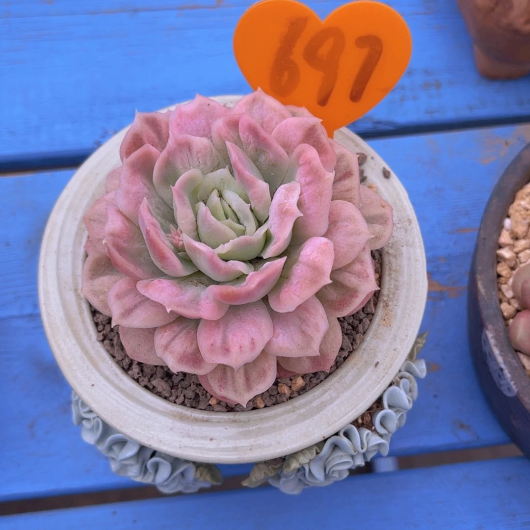 弦*697号多肉植物一物一拍