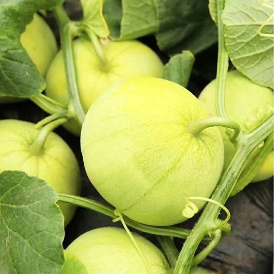 湖南南县本地香瓜绿宝石甜瓜