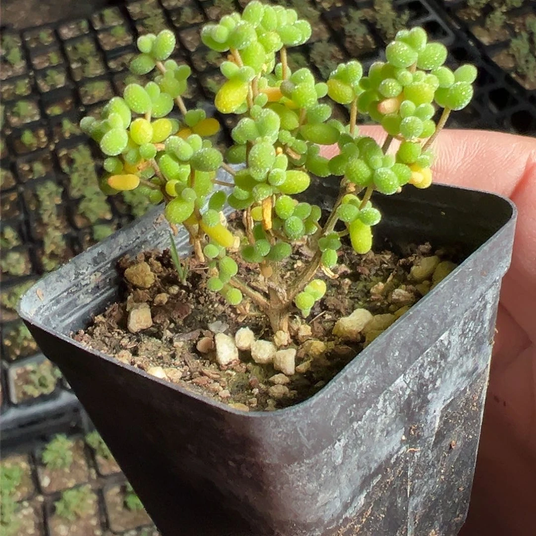 糖豆米老桩实生55杯精品