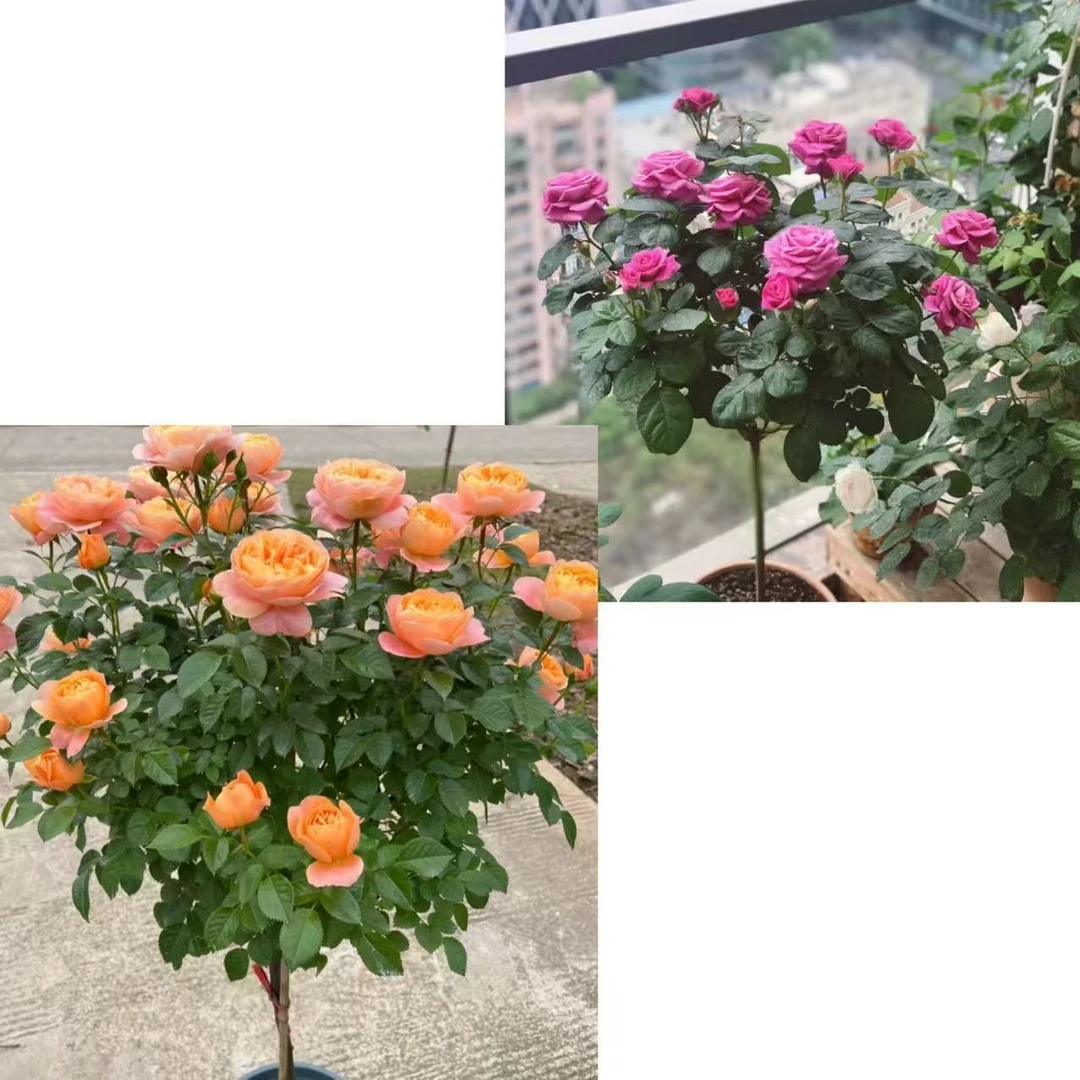 果汁香奈儿 棒棒糖 月季大颗树状丛生室内外新手易养护多季节开花