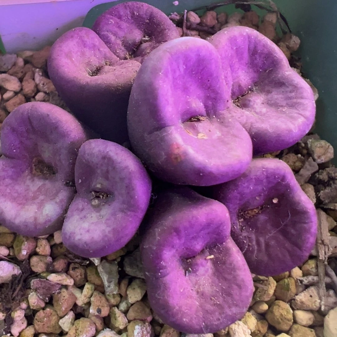 1968嘴嘴 头锥植物