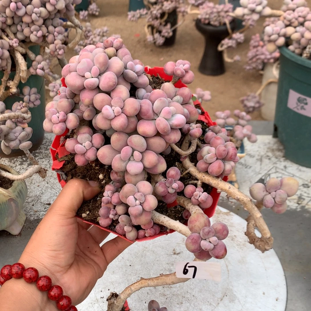 桃蛋老桩有瑕疵67号