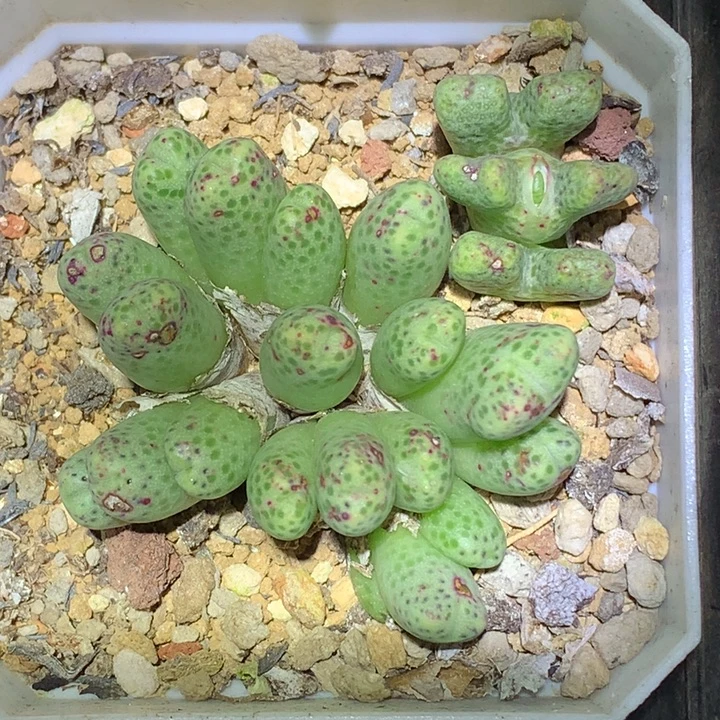 精品多肉植物精品多肉