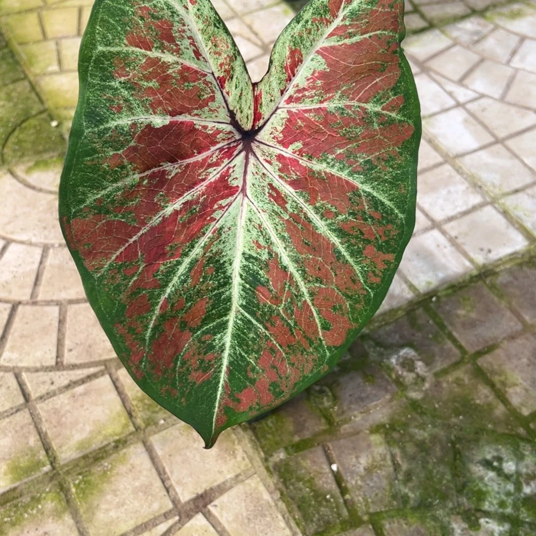 野***儿完全开放5096泰彩