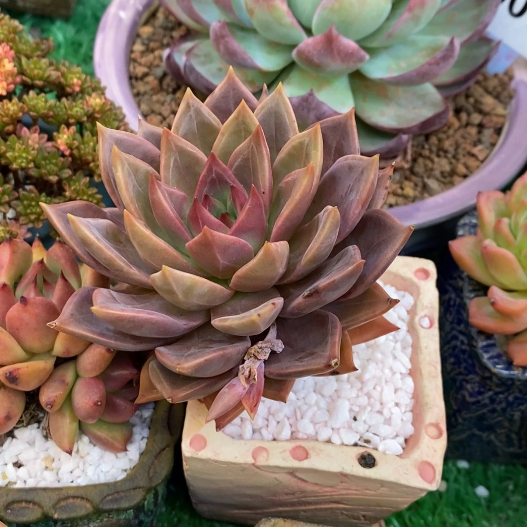红唐卡多肉植物盆栽